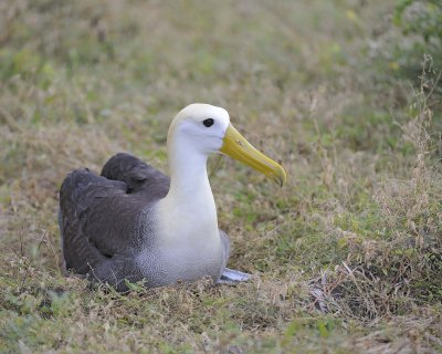 Albatross, Waved-052517- Gardner Bay, Espanola Island-#0073.jpg