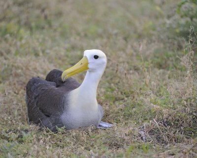 Albatross, Waved-052517- Gardner Bay, Espanola Island-#0074.jpg