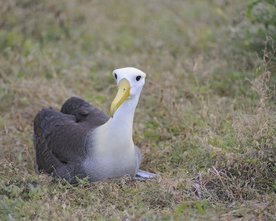 Albatross, Waved-052517- Gardner Bay, Espanola Island-#0077.jpg