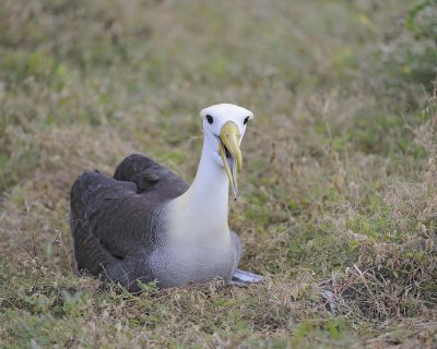 Albatross, Waved-052517- Gardner Bay, Espanola Island-#0078.jpg