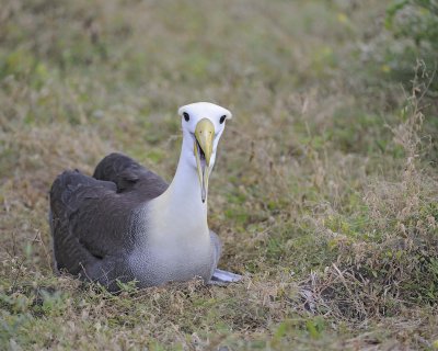 Albatross, Waved-052517- Gardner Bay, Espanola Island-#0080.jpg