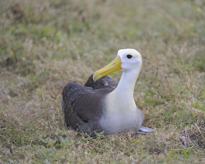 Albatross, Waved-052517- Gardner Bay, Espanola Island-#0081.jpg