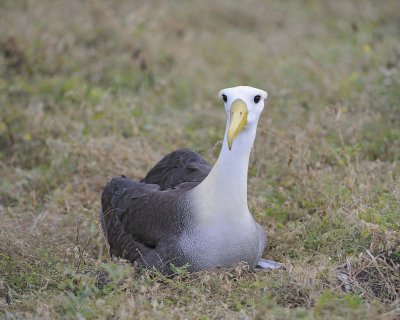 Albatross, Waved-052517- Gardner Bay, Espanola Island-#0085.jpg
