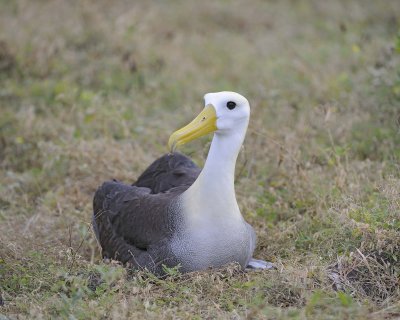 Albatross, Waved-052517- Gardner Bay, Espanola Island-#0087.jpg