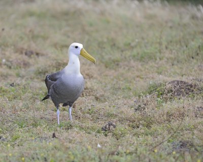 Albatross, Waved-052517- Gardner Bay, Espanola Island-#0094.jpg
