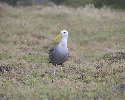 Albatross, Waved-052517- Gardner Bay, Espanola Island-#0097.jpg