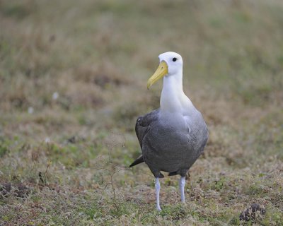 Albatross, Waved-052517- Gardner Bay, Espanola Island-#0100.jpg