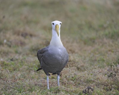 Albatross, Waved-052517- Gardner Bay, Espanola Island-#0101.jpg