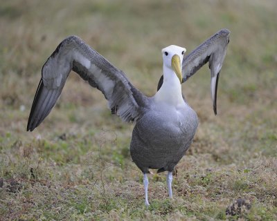 Albatross, Waved-052517- Gardner Bay, Espanola Island-#0104.jpg