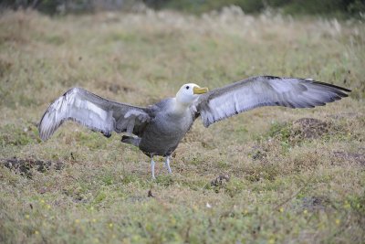 Albatross, Waved-052517- Gardner Bay, Espanola Island-#0107.jpg