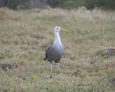 Albatross, Waved-052517- Gardner Bay, Espanola Island-#0110.jpg