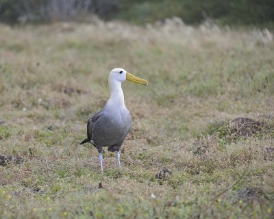 Albatross, Waved-052517- Gardner Bay, Espanola Island-#0112.jpg