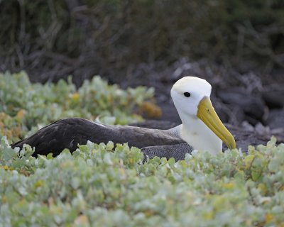 Albatross, Waved-052517- Gardner Bay, Espanola Island-#0186.jpg