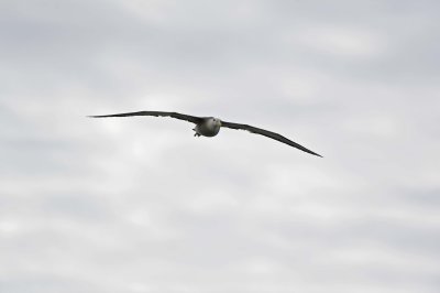 Albatross, Waved-052517- Gardner Bay, Espanola Island-#0194.jpg