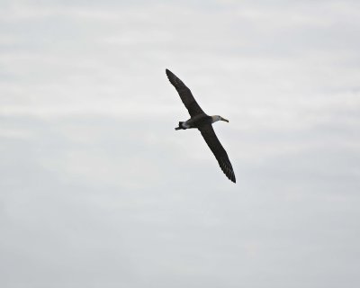 Albatross, Waved-052517- Gardner Bay, Espanola Island-#0199.jpg
