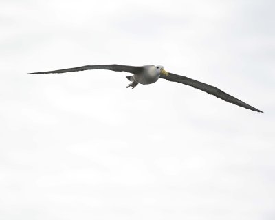 Albatross, Waved-052517- Gardner Bay, Espanola Island-#0204.jpg