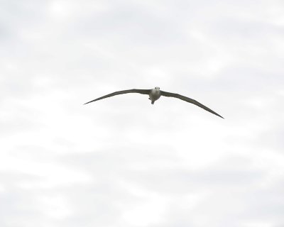 Albatross, Waved-052517- Gardner Bay, Espanola Island-#0219.jpg
