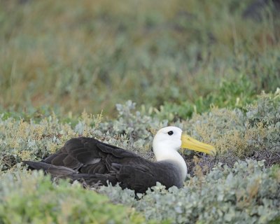 Albatross, Waved-052517- Gardner Bay, Espanola Island-#0422.jpg