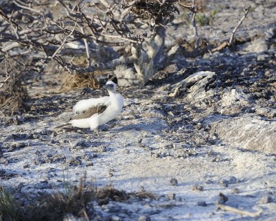 Booby Chick, Blue Footed-051717-Darwin Bay, Genovesa Island-#0640.jpg