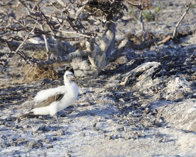 Booby Chick, Blue Footed-051717-Darwin Bay, Genovesa Island-#0641.jpg