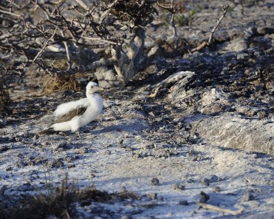 Booby Chick, Blue Footed-051717-Darwin Bay, Genovesa Island-#0642.jpg