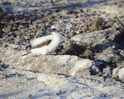 Booby Chick, Blue Footed-051717-Darwin Bay, Genovesa Island-#0646.jpg