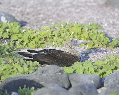 Booby on Nest, Blue Footed-052617-San Cristobal Island-#0496.jpg