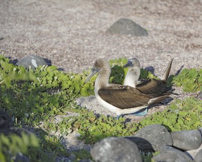 Booby, 2 Blue Footed-052617-San Cristoba Island-#0340.jpg