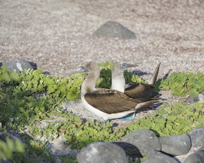 Booby, 2 Blue Footed-052617-San Cristoba Island-#0346.jpg