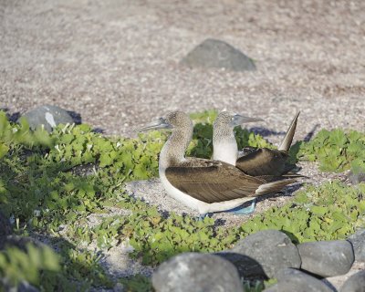 Booby, 2 Blue Footed-052617-San Cristoba Island-#0348.jpg