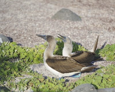 Booby, 2 Blue Footed-052617-San Cristoba Island-#0351.jpg
