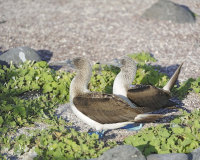 Booby, 2 Blue Footed-052617-San Cristoba Island-#0353.jpg