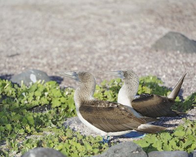 Booby, 2 Blue Footed-052617-San Cristoba Island-#0376.jpg