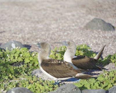 Booby, 2 Blue Footed-052617-San Cristoba Island-#0382.jpg