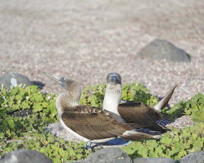 Booby, 2 Blue Footed-052617-San Cristoba Island-#0396.jpg