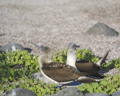 Booby, 2 Blue Footed-052617-San Cristoba Island-#0399.jpg