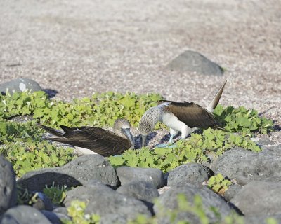 Booby, 2 Blue Footed-052617-San Cristoba Island-#0465.jpg