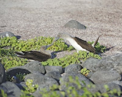 Booby, 2 Blue Footed-052617-San Cristobal Island-#0468.jpg