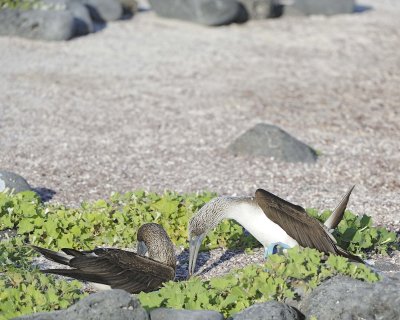 Booby, 2 Blue Footed-052617-San Cristobal Island-#0491.jpg