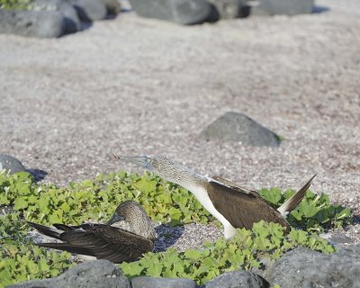 Booby, 2 Blue Footed-052617-San Cristobal Island-#0495.jpg