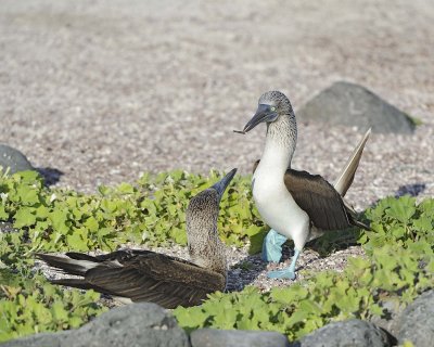 Booby, 2 Blue Footed-052617-San Cristobal Island-#0521.jpg