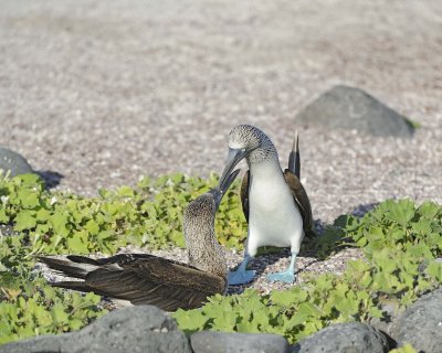 Booby, 2 Blue Footed-052617-San Cristobal Island-#0522.jpg