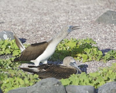 Booby, 2 Blue Footed-052617-San Cristobal Island-#0539.jpg