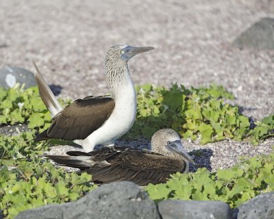 Booby, 2 Blue Footed-052617-San Cristobal Island-#0544.jpg