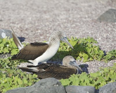 Booby, 2 Blue Footed-052617-San Cristobal Island-#0558.jpg