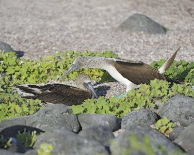 Booby, 2 Blue Footed-052617-San Cristobal Island-#0569.jpg