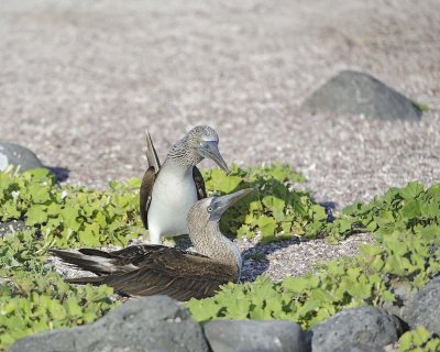 Booby, 2 Blue Footed-052617-San Cristobal Island-#0589.jpg