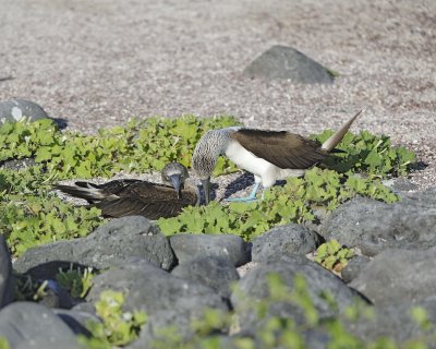 Booby, 2 Blue Footed-052617-San Cristobal Island-#0636.jpg