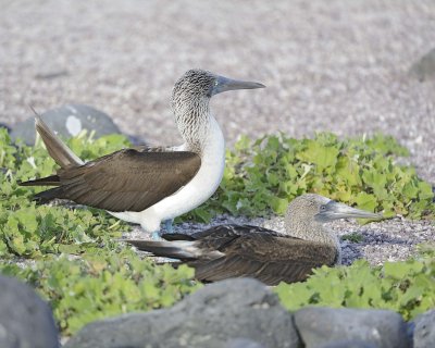 Booby, 2 Blue Footed-052617-San Cristobal Island-#0676.jpg