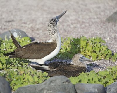Booby, 2 Blue Footed-052617-San Cristobal Island-#0687.jpg